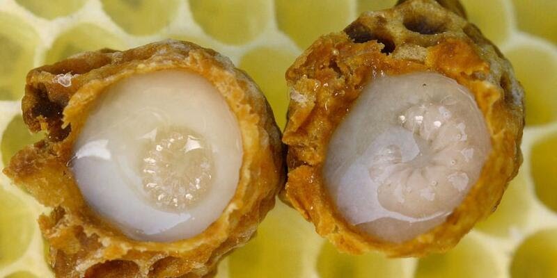 Ari sütünün saymakla bitmeyen mucizevi faydalari var