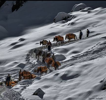 لە ساڵی ٢٠٢٠دا لانیکەم ٢٤٠ کۆڵبەر و کاسبکاری کورد بوونەتە قوربانی