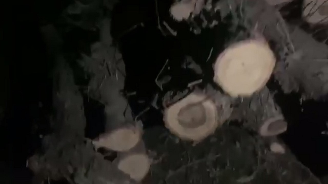 زیاتر لە هەزار داری دەشتی سوورێنی بانە بڕاونەتەوە