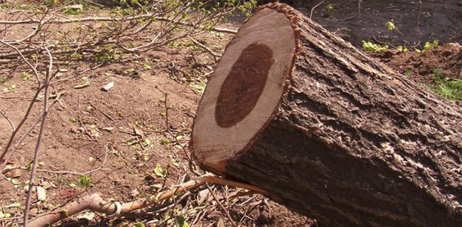 پەرەسەندنی کاولکاری و تێکدانی ژینگەی کوردستان لەلایەن ڕژێمی ئێرانەوە