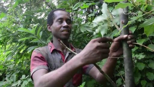 چەند ڕووەکێکی ئەفریقی بۆ چارەسەریی کۆرۆنا تاقی دەکرێنەوە