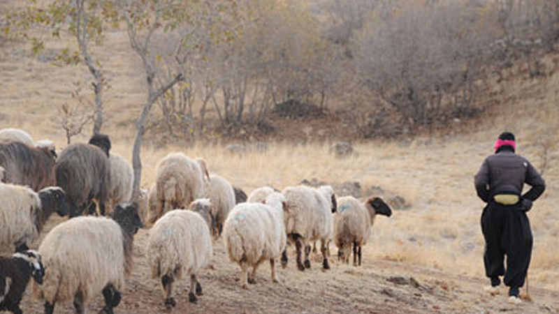 لە داقووق شوانکارێکی کورد لەلایەن داعشەوە ڕفێندرا