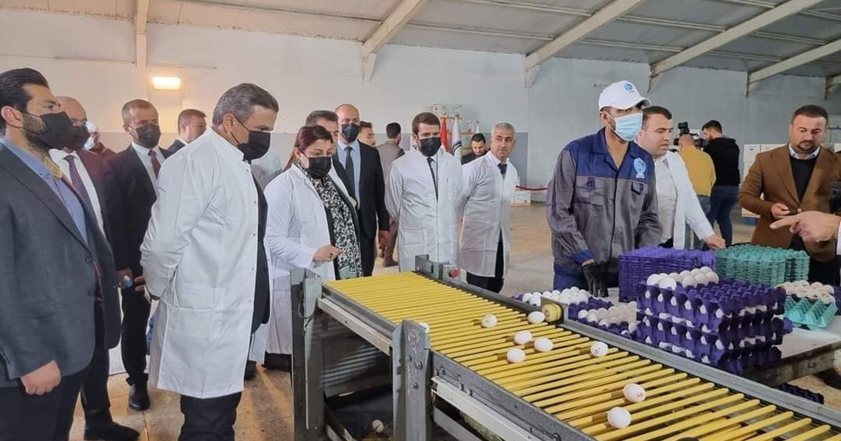 بەرهەمی هێلکە هەناردەی دەرەوەی هەرێمی کوردستان دەکرێت