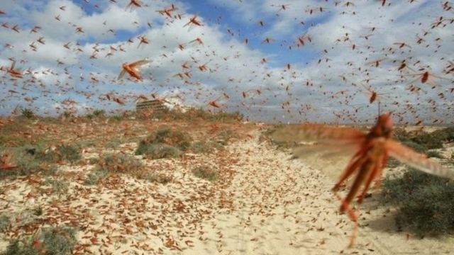 کۆتایی بەهار شەپۆلێکی هاتنی کوللەکان ئێران و عێراق دەگرێتەوە