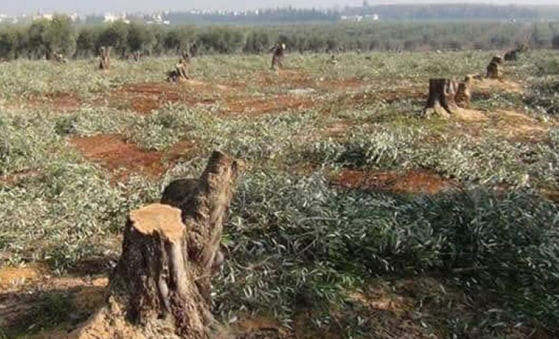 بڕینەوەی هەزاران داری زەیتوونی عەفرین لەلایەن تورکیاوە