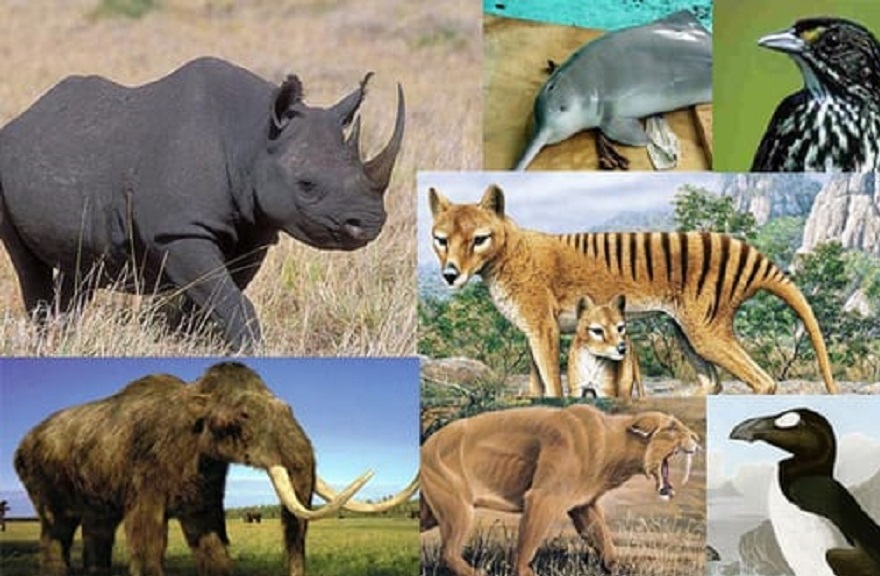 لەماوەی 50 ساڵدا رێژەی گیانداران 68% كەمیان كردووە