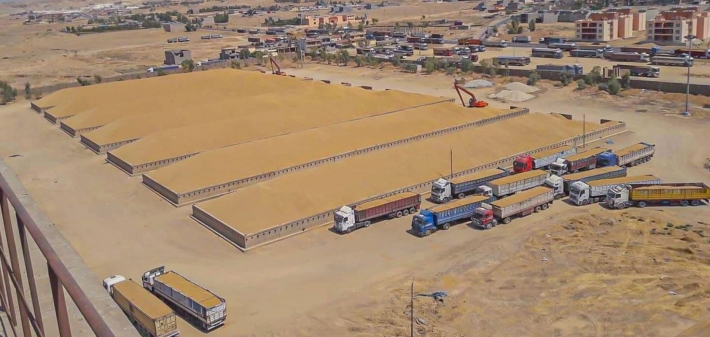 زیاتر لە 484 هەزار تۆن گەنم لە جووتیارانی هەرێمی کوردستان وەرگیراوە