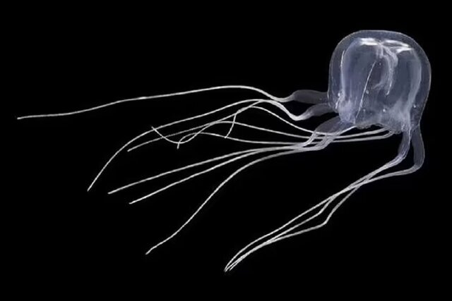 دۆزینەوەی بووکێکی دەریایی سەیر لە هۆنگ کۆنگ