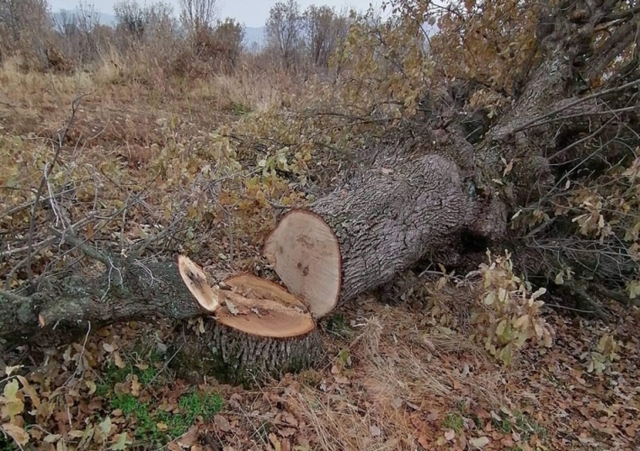 لەماوەی ساڵێدا 149 كەس بەهۆی داربڕینەوە لە سنوری سلێمانی دەستگیر كراون