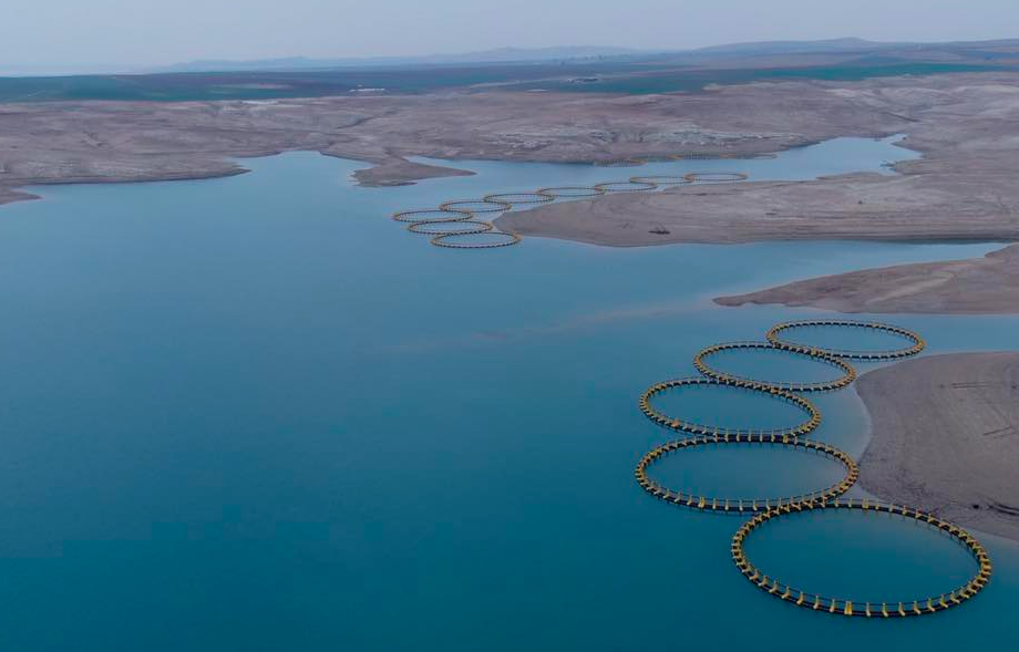 ساڵانە زیاتر لە سێ هەزار تۆن گۆشتی ماسی لە هەرێمی کوردستان بەرهەم دەهێندرێت