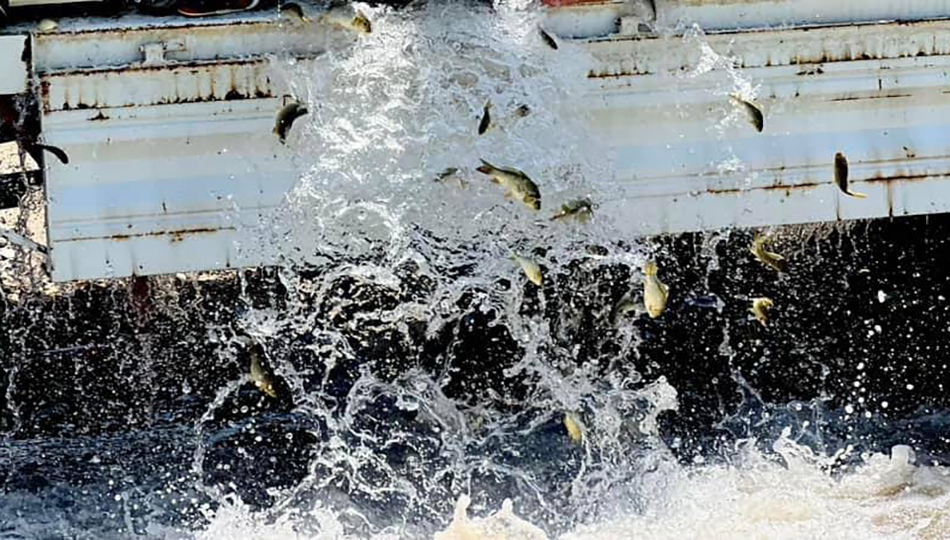 زیاتر لە 200 هەزار پەنجەماسی خرایەناو دەریاچەی دەربەندیخانەوە