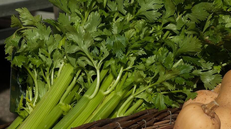 سوودەکانی کەرەوز بزانە