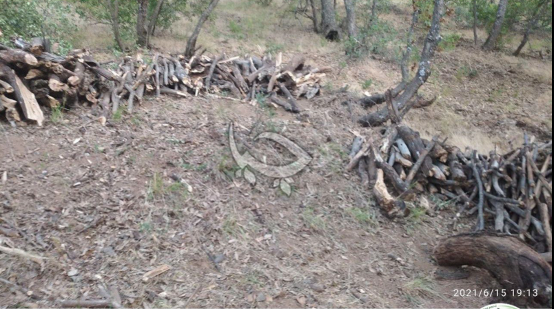 مافیای خەڵوزی سەربە سپای پاسداران، دارستانەکانی مەریوانی تاڵان دەکات